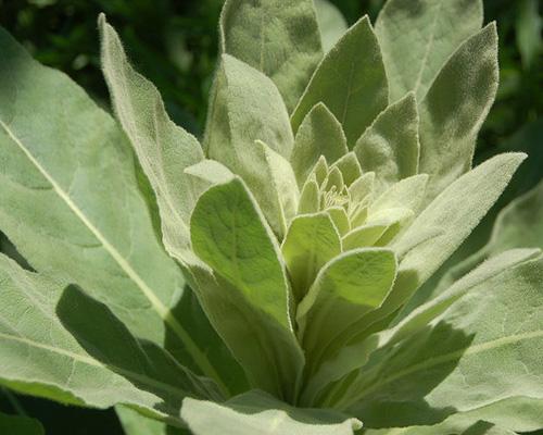 mullein (1) Peppermint