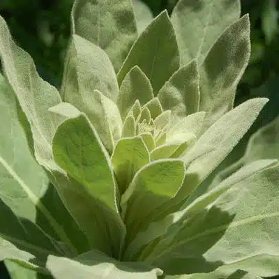 mullein2 - Bear Blend