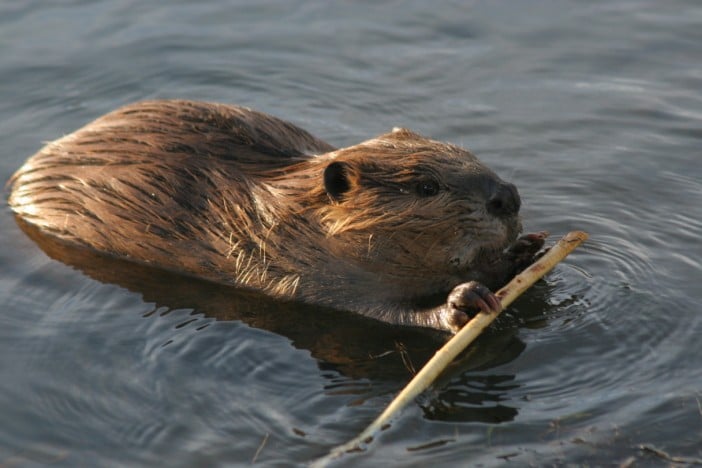 Beaver Medicine