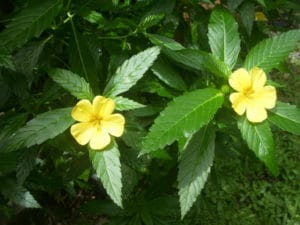 Damiana-Herb - Bear Blend Damiana-Herb