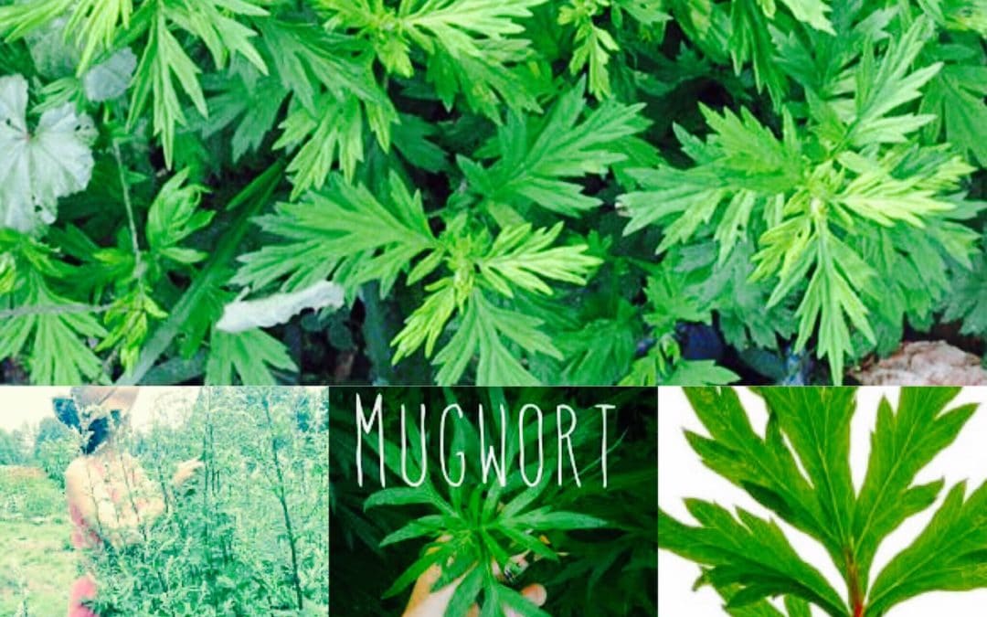 Benefits of the herb Mugwort