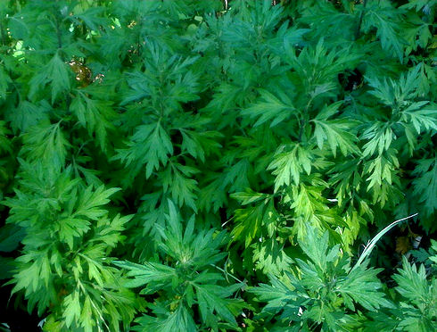 mugwort2010-06-20 - Bear Blend mugwort2010-06-20