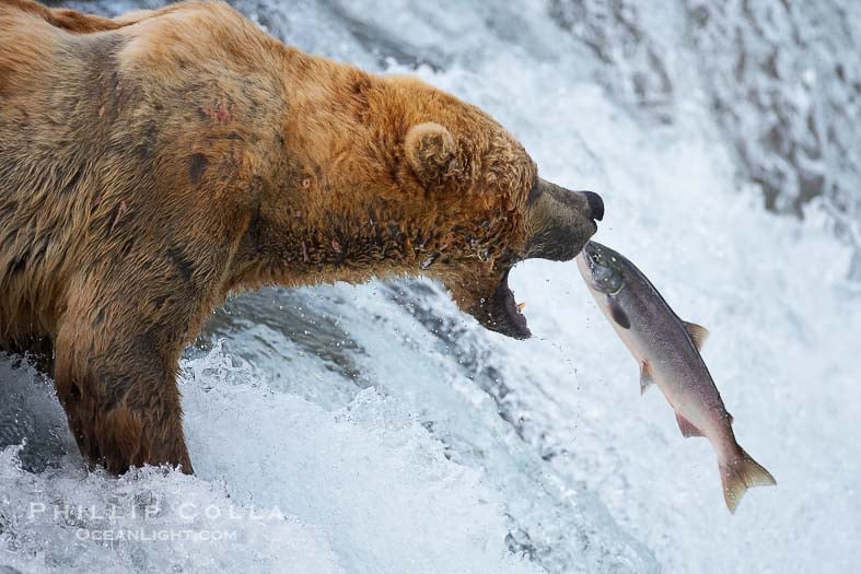 Watch Brown Bears Eating Salmon: Live Webcam