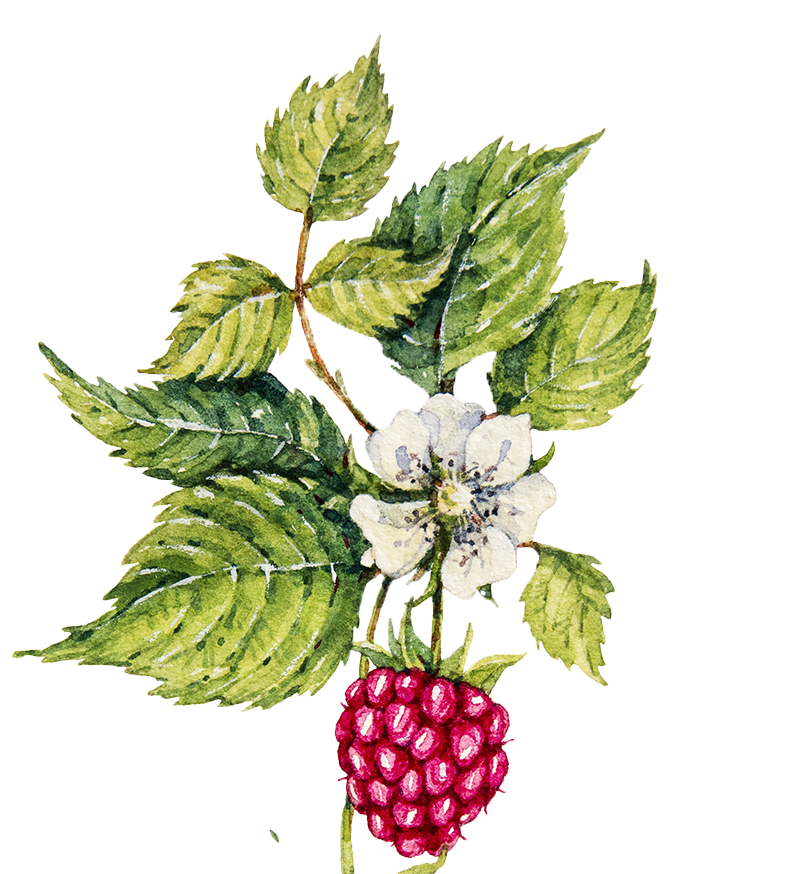 Red-Raspberry-Leaf-upd