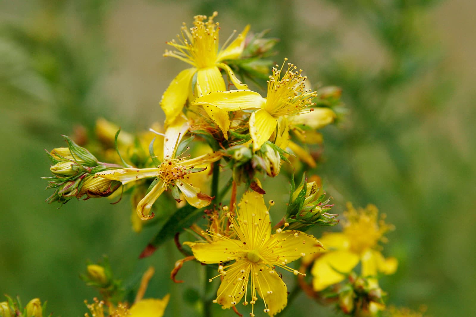 Saint Johns Wort