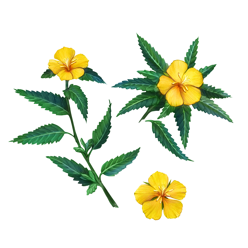 Damiana-upd - Bear Blend