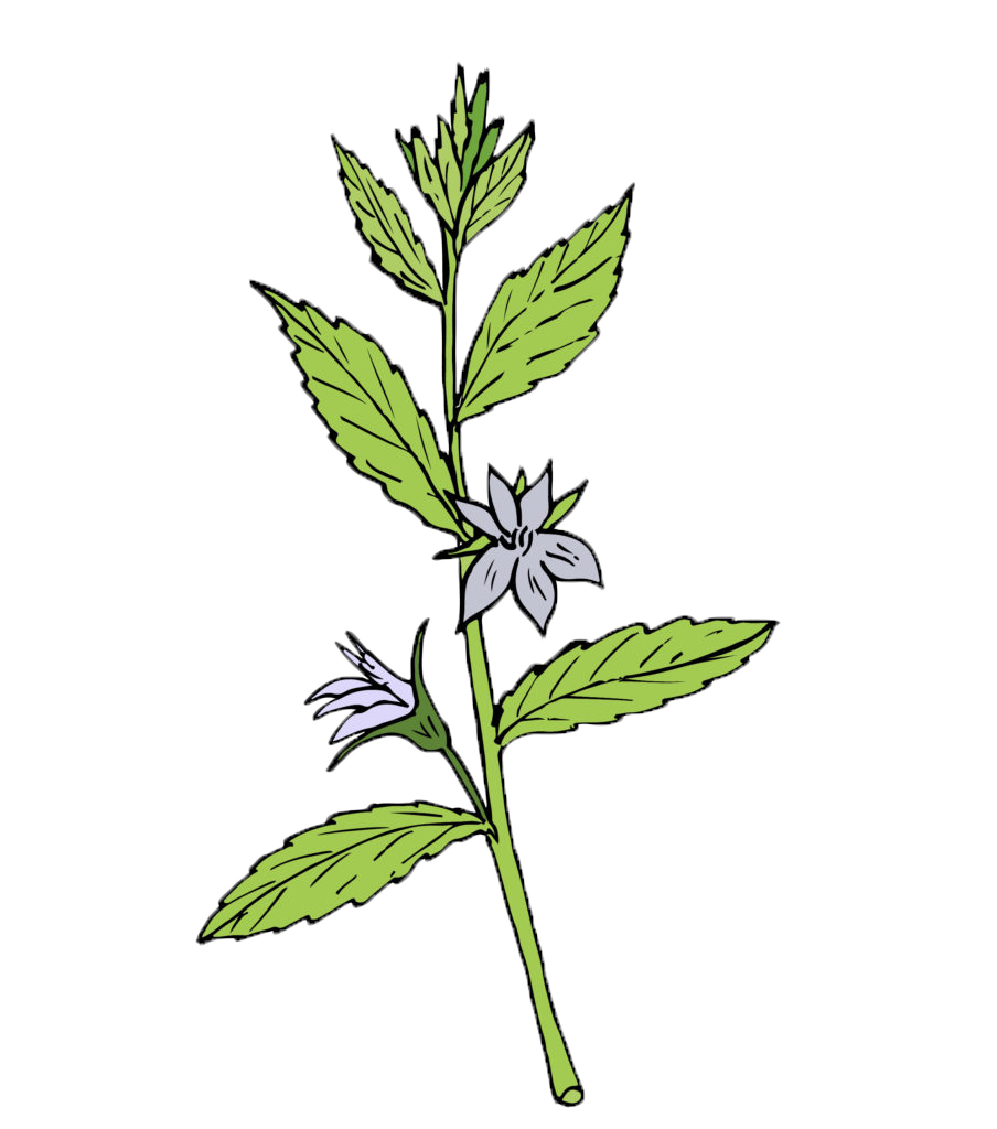 Lobelia-Illustration-upd