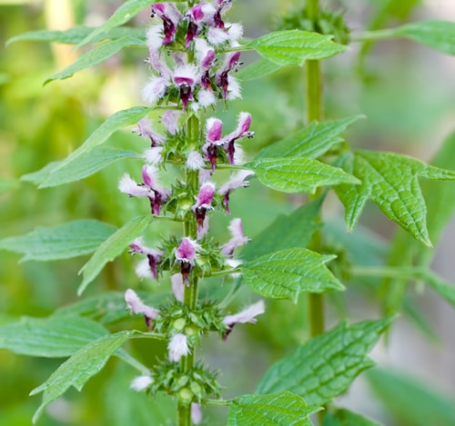 Motherwort