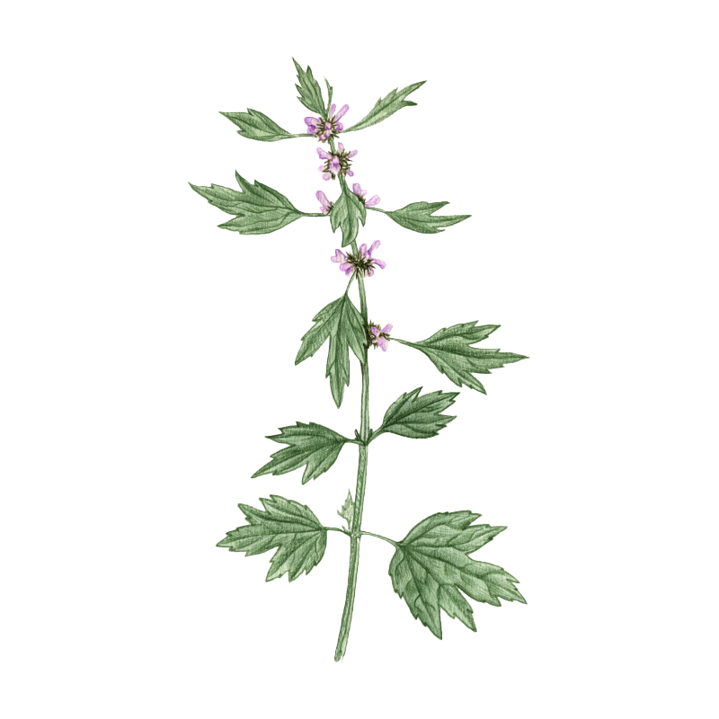 Motherwort-upd