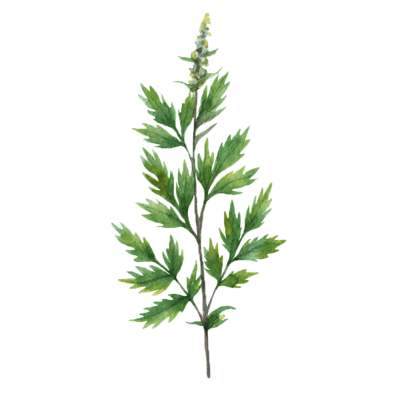 Mugwort-upd