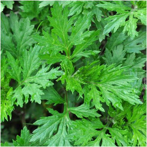 Mugwort_grande - Bear Blend Mugwort