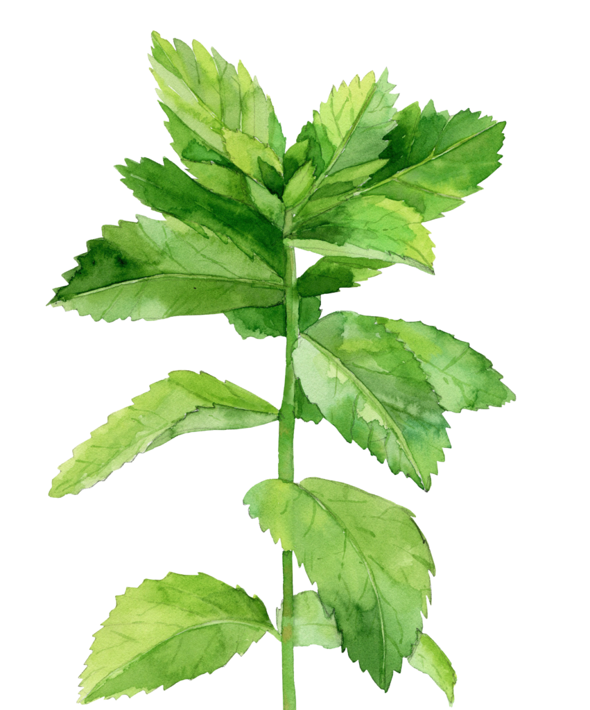 Peppermint-Illustration-upd