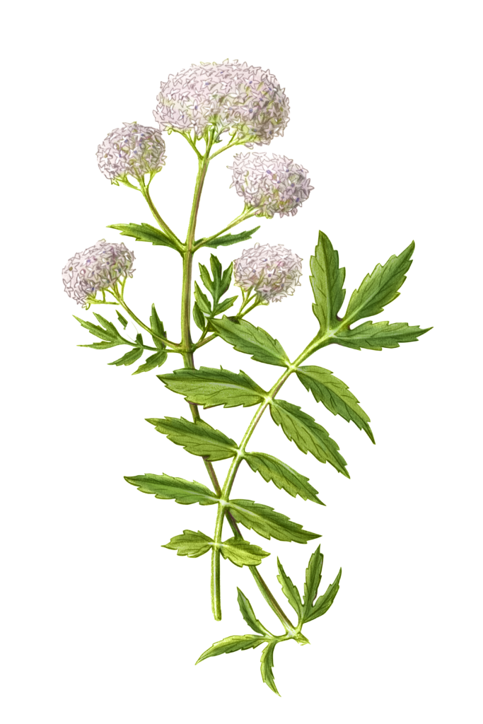 Valerian-Illustration-upd