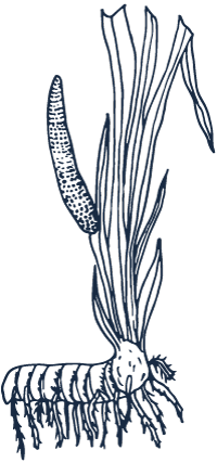 Calamus - Bear Blend