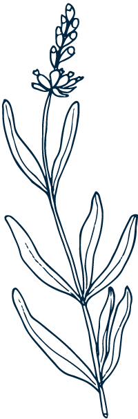 Lavender - Bear Blend