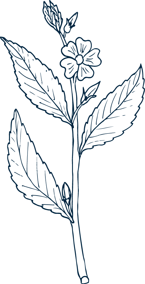 damiana - Bear Blend