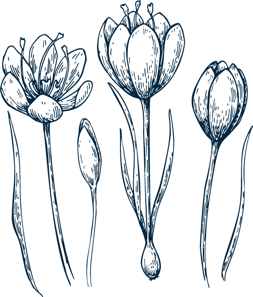 saffron - Bear Blend