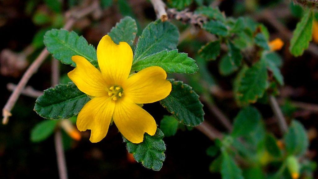 damiana wide - Bear Blend