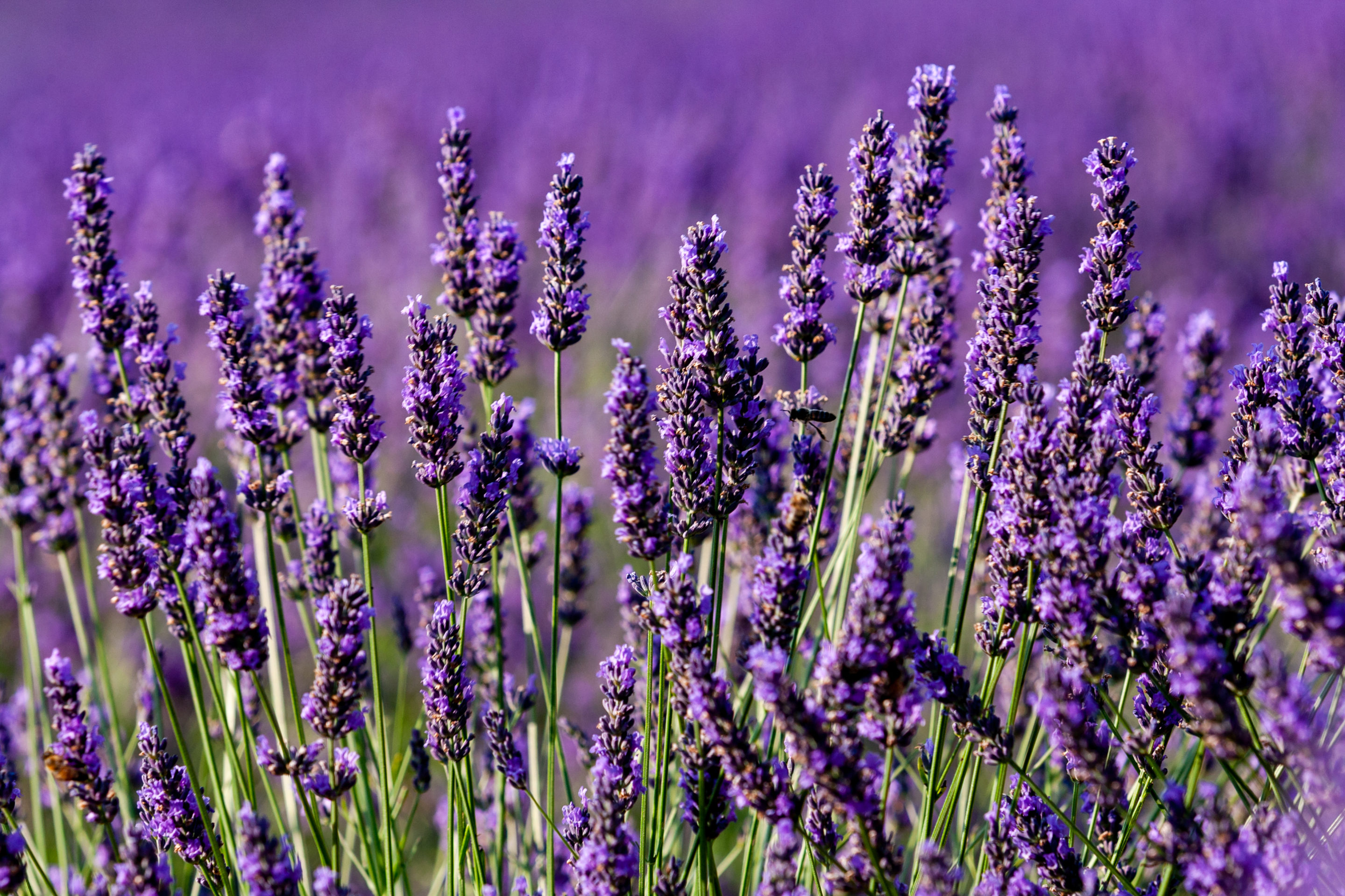 Lavender flowers - Bear Blend lavender for sleep