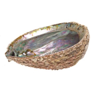 sacred-essence-abalone-mama-cocha-smudge-shell-7-8-xl-extra-deep-natural-p1943-5122_zoom - Bear Blend