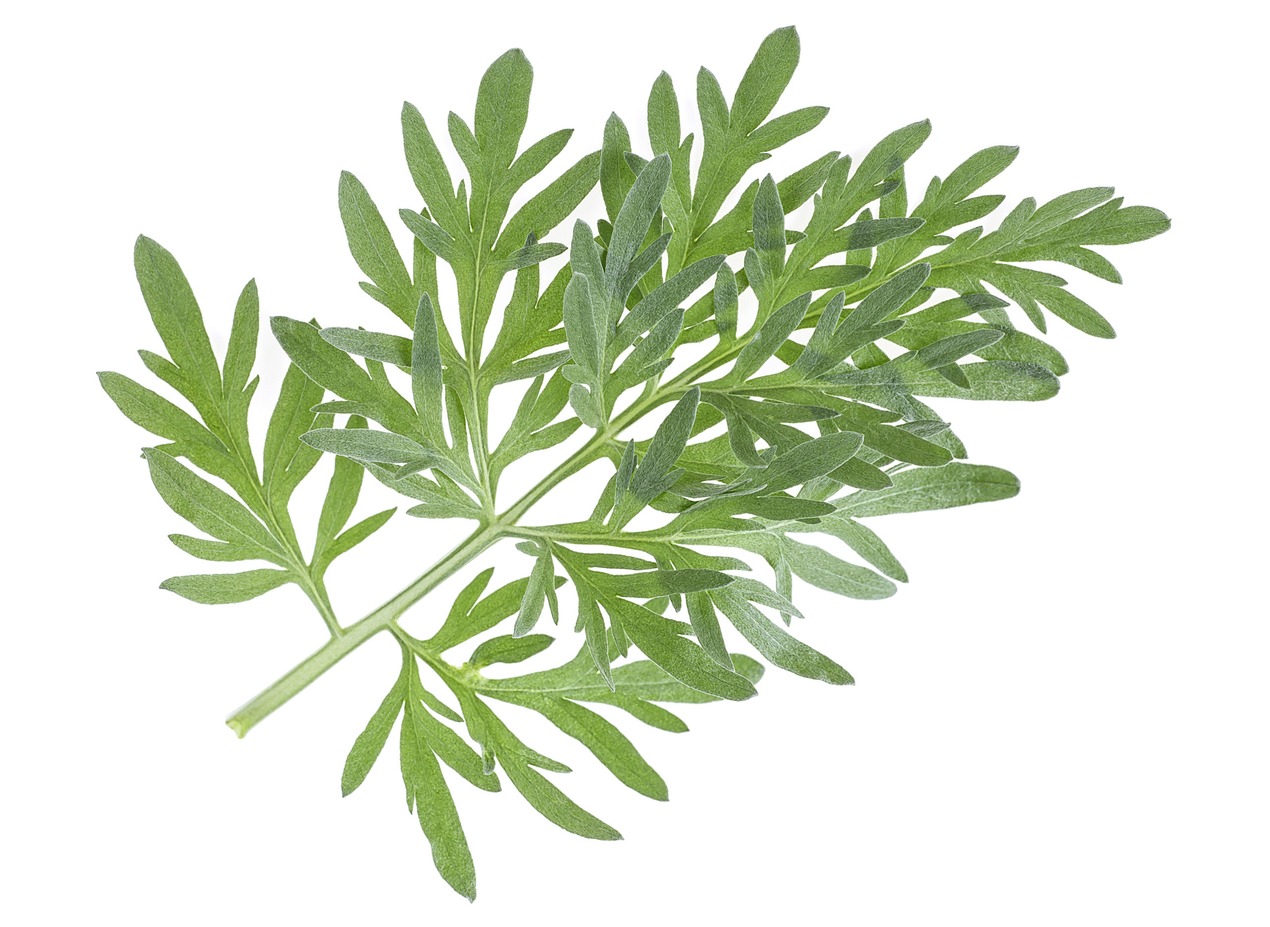 Wormwood plant