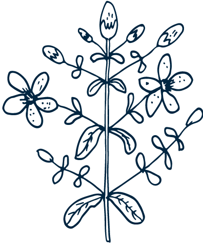 St-Johns-Wort st john's wort outline