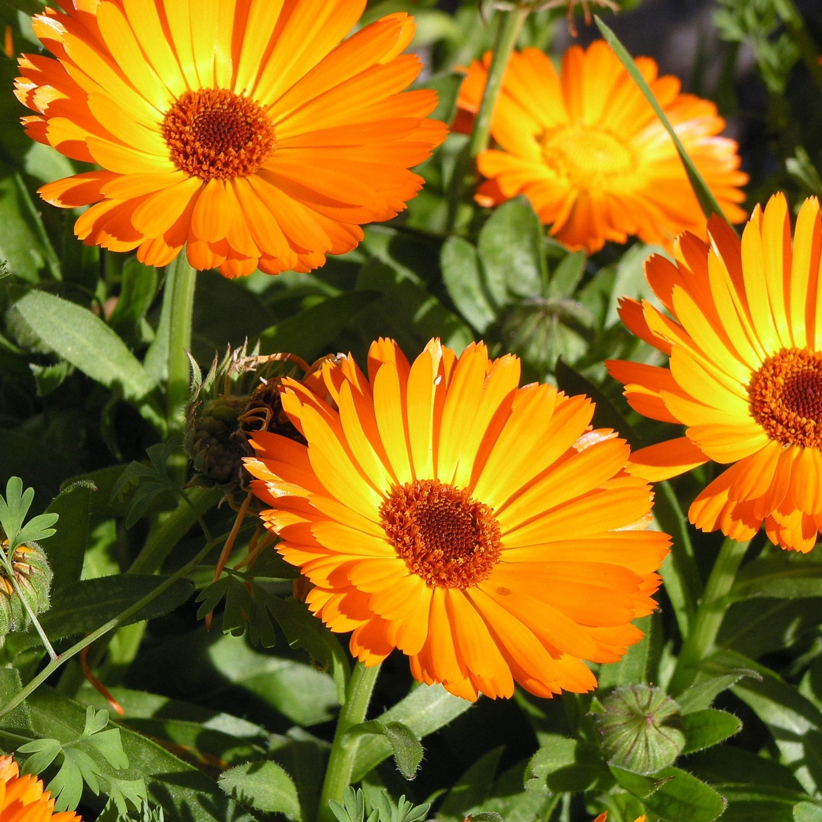 calendula - Bear Blend