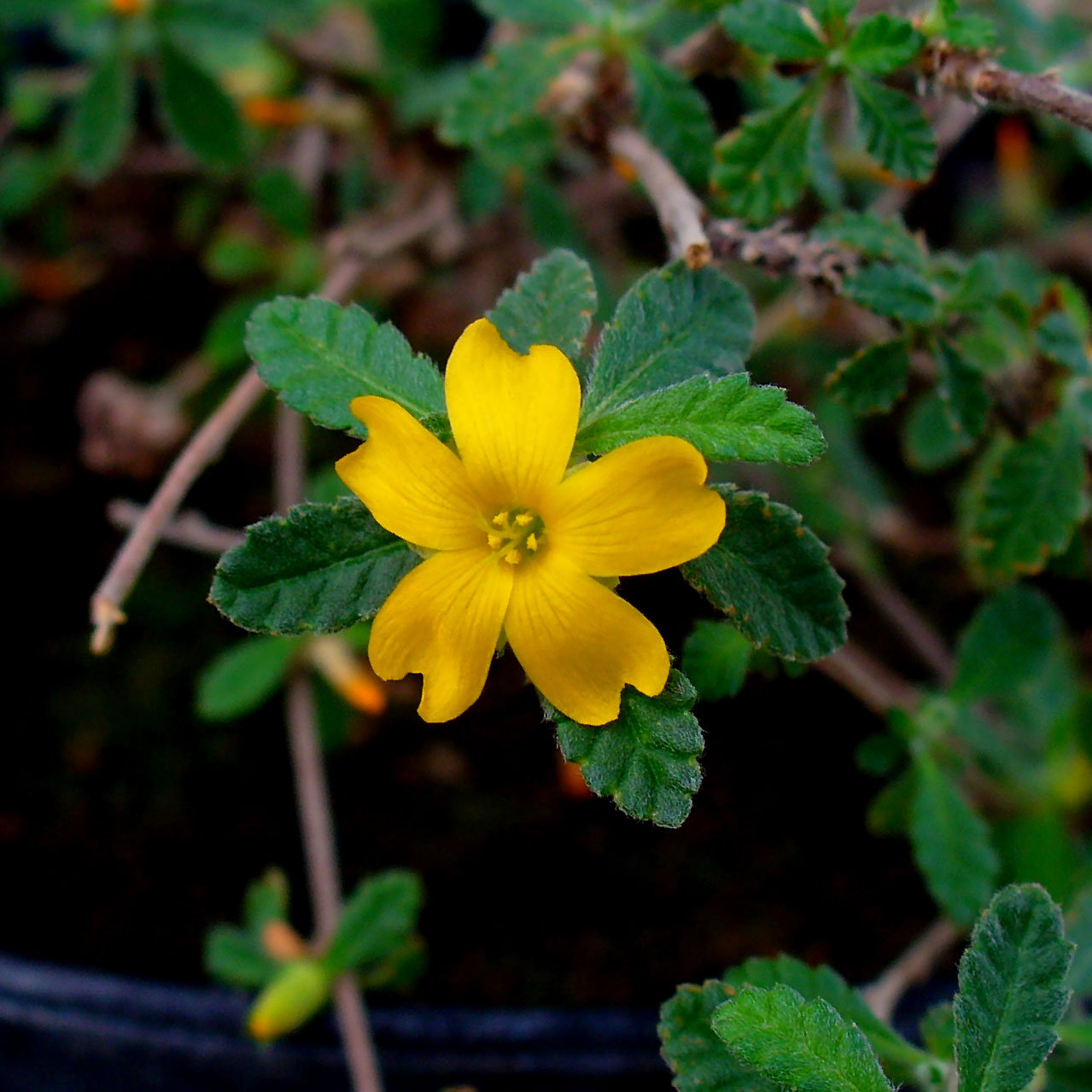 damiana - Bear Blend