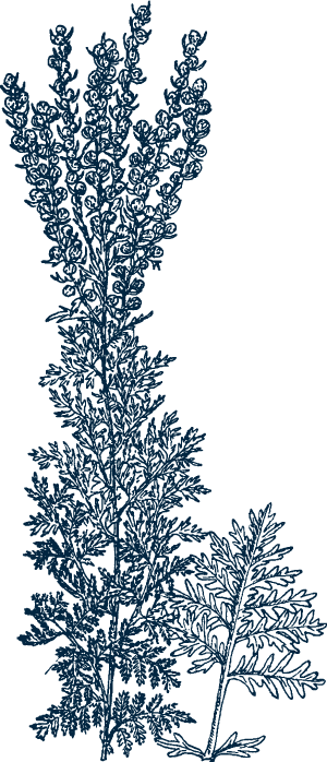 mugwort mugwort outline