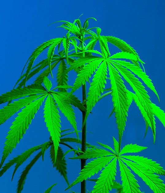 weed-anxiety - Bear Blend