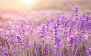 lavender for sleep