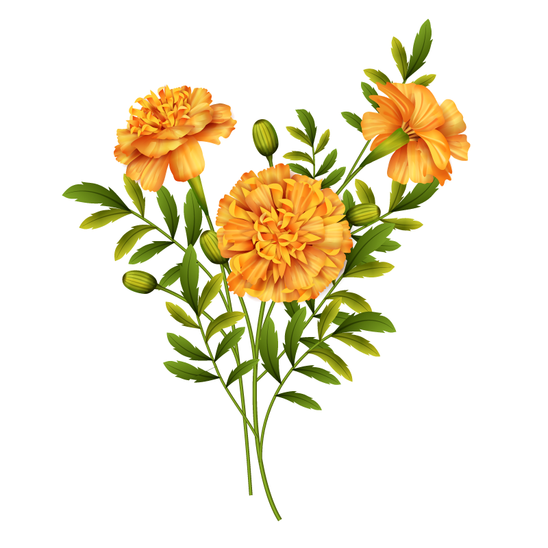 Calendula