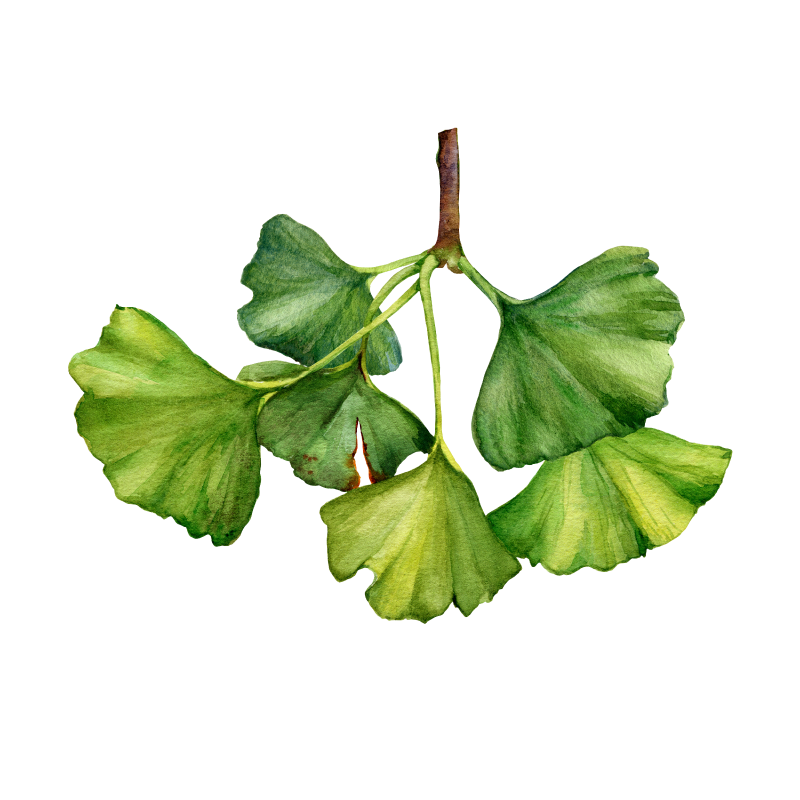 Ginkgo-Biloba
