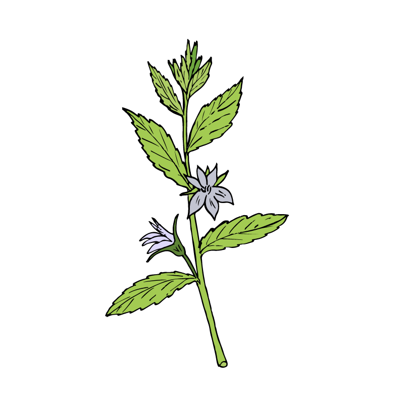Lobelia
