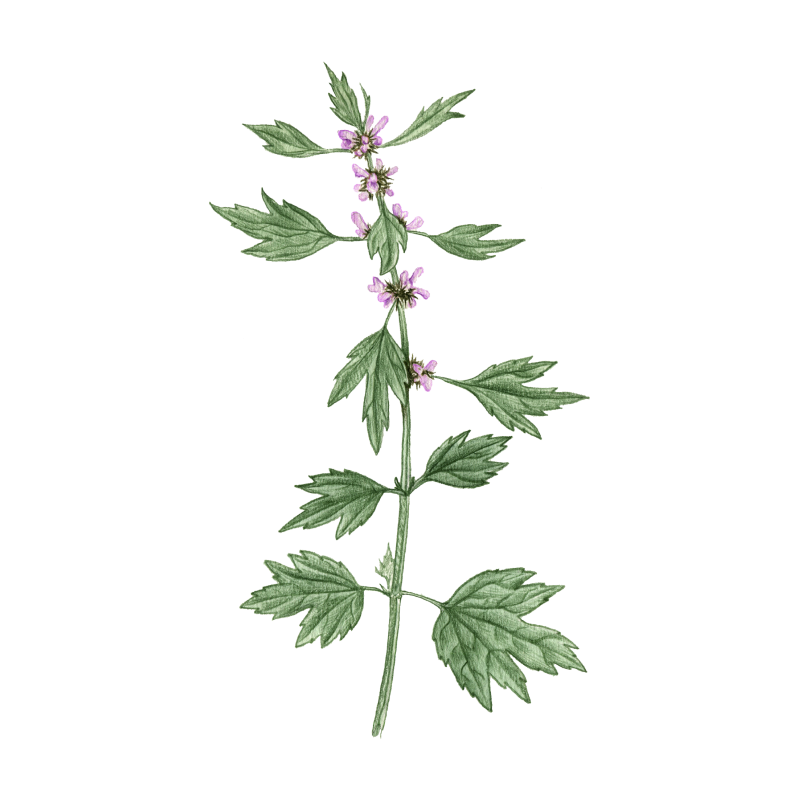 Motherwort