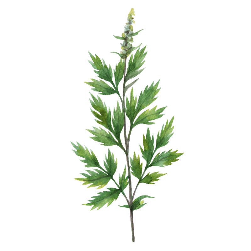 Mugwort