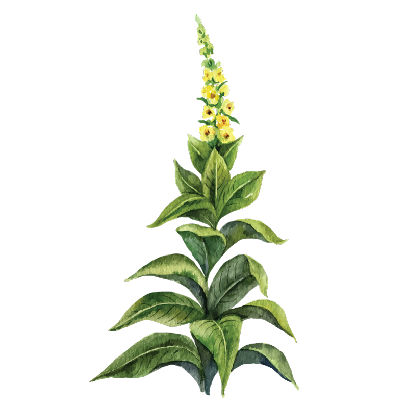 Mullein