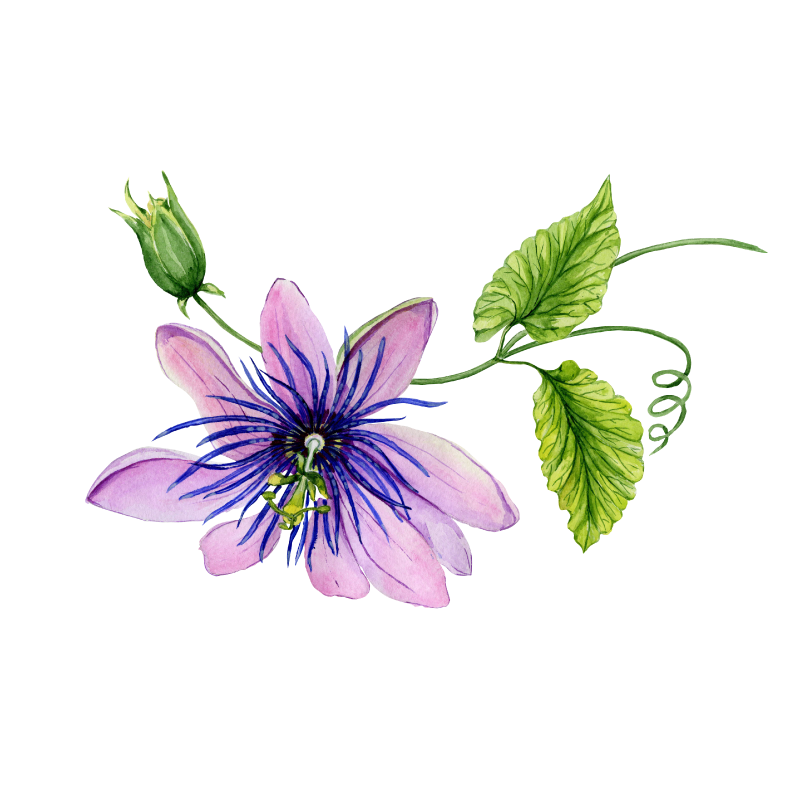 Passion-Flower
