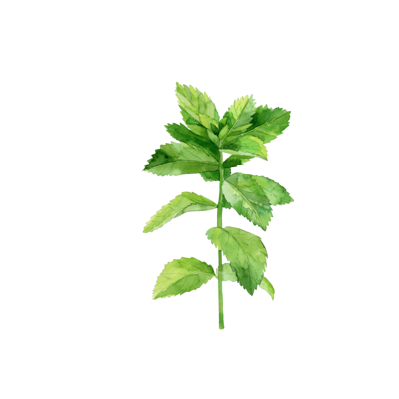 Peppermint