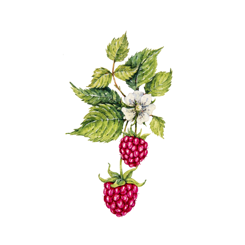 Red-Raspberry