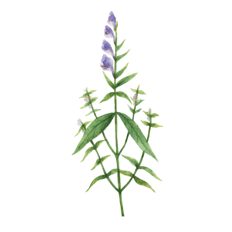 Skullcap