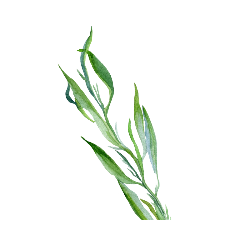 Tarragon
