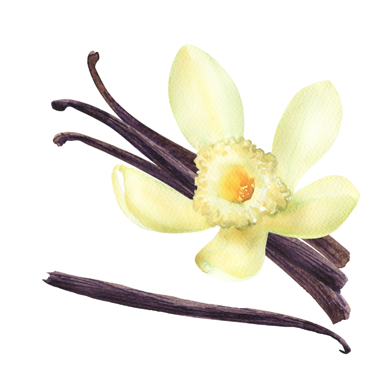 Vanilla