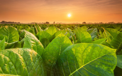 Psychedelic Tobacco — What Wacky Tobacky Sent the Mayans to Mars?