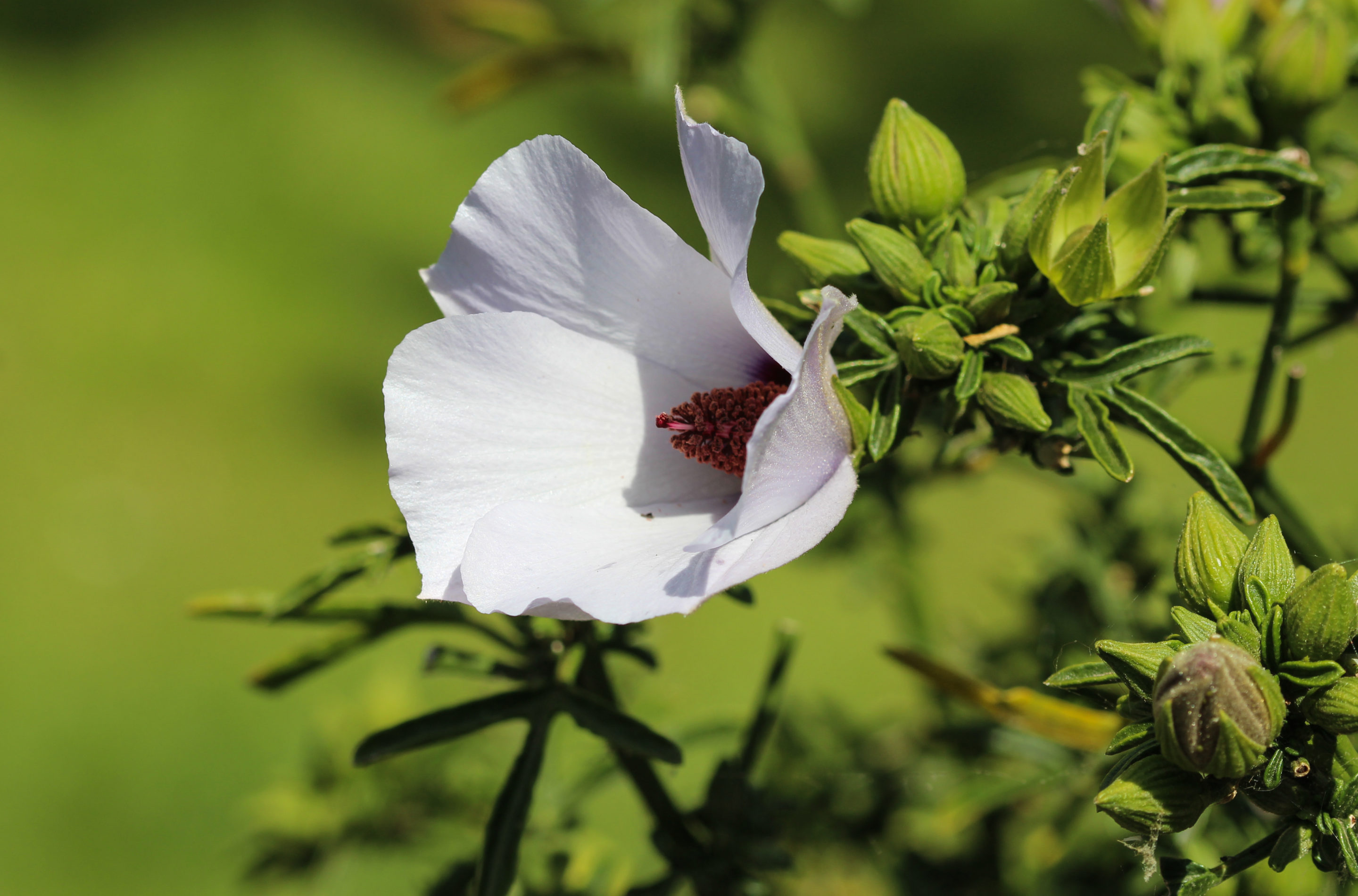 Althaea officinalis, or marsh mallow flower blooming in spring i - Bear Blend