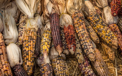 Thanksgiving Reimagined: Celebrate Native Culture with Gratitude and Rebirth