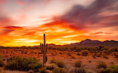 Mr. Peabody’s Coal Stripmines Big Mountain’s Paradise with the World’s Largest Shovel