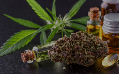 Can Cannabis Prevent COVID? The Stoned Science Behind Weed Edibles