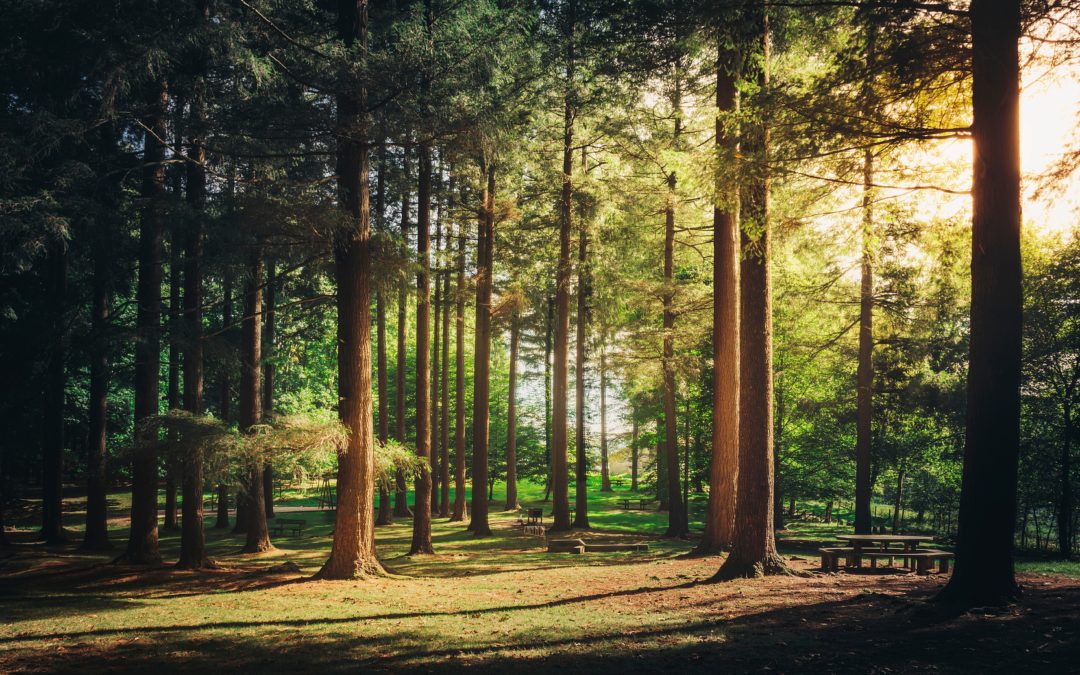 If the Trees Could Talk