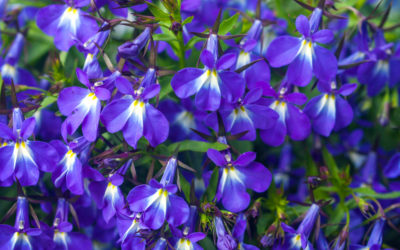 How Lobelia Can Help You Quit Smoking Cigarettes